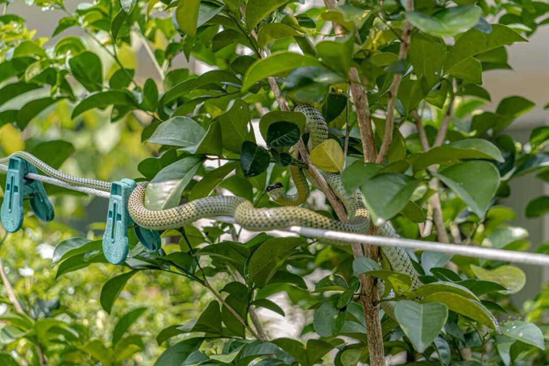 Golden Tree Snake
