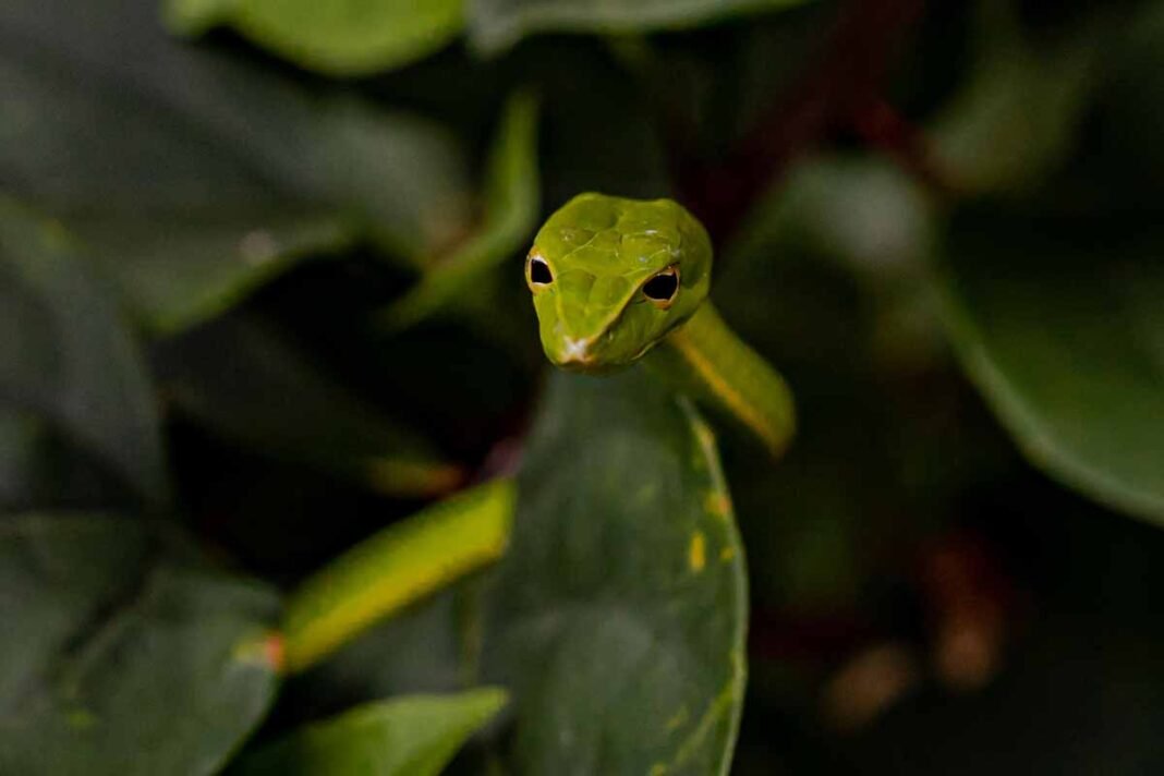 Green Vine Snake