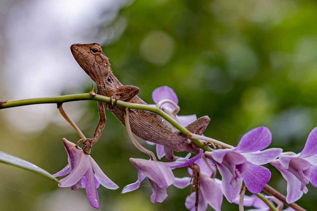 Thai Geckos Thai Geckos