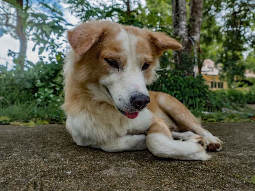 Thai Dogs