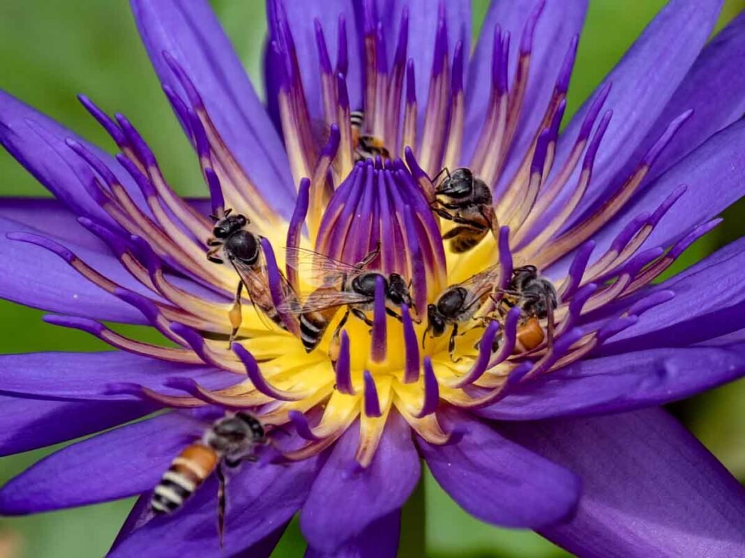 Flower Walk - Lotuses