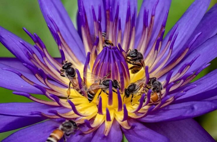 Flower Walk - Lotuses