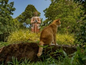 Cat near Thang Sai Temple