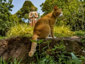 Cat near Thang Sai Temple