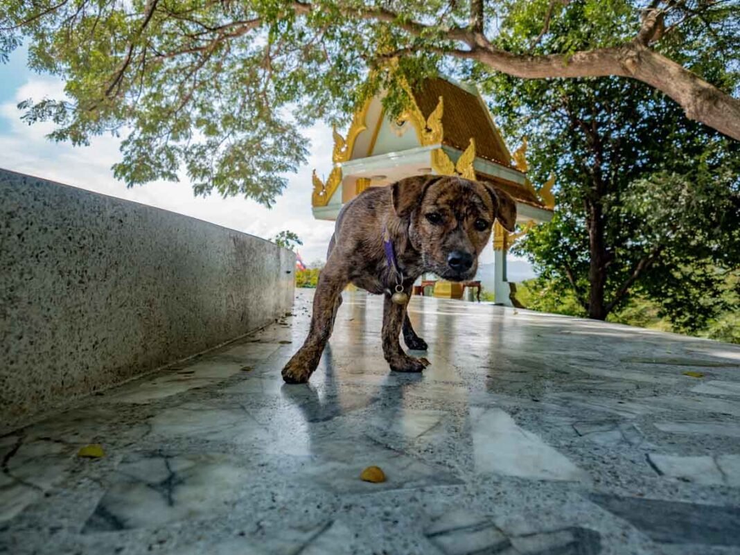 Dog near Thang Sai Temple Dog near Thang Sai Temple