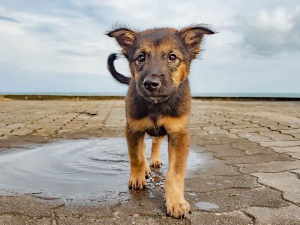 Thai Dogs