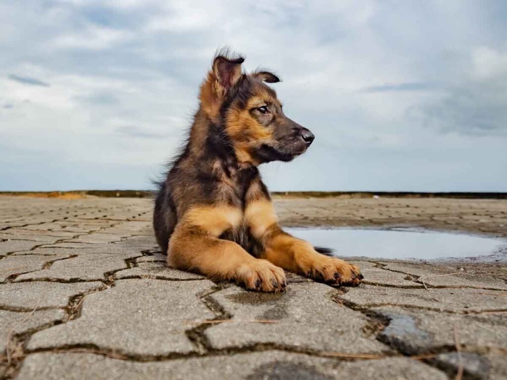 Thai Dogs